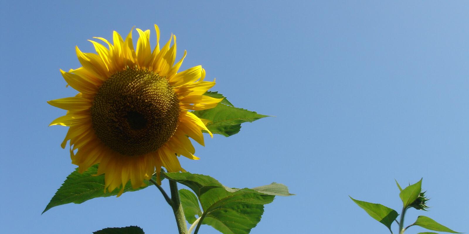 Sonnenblume
