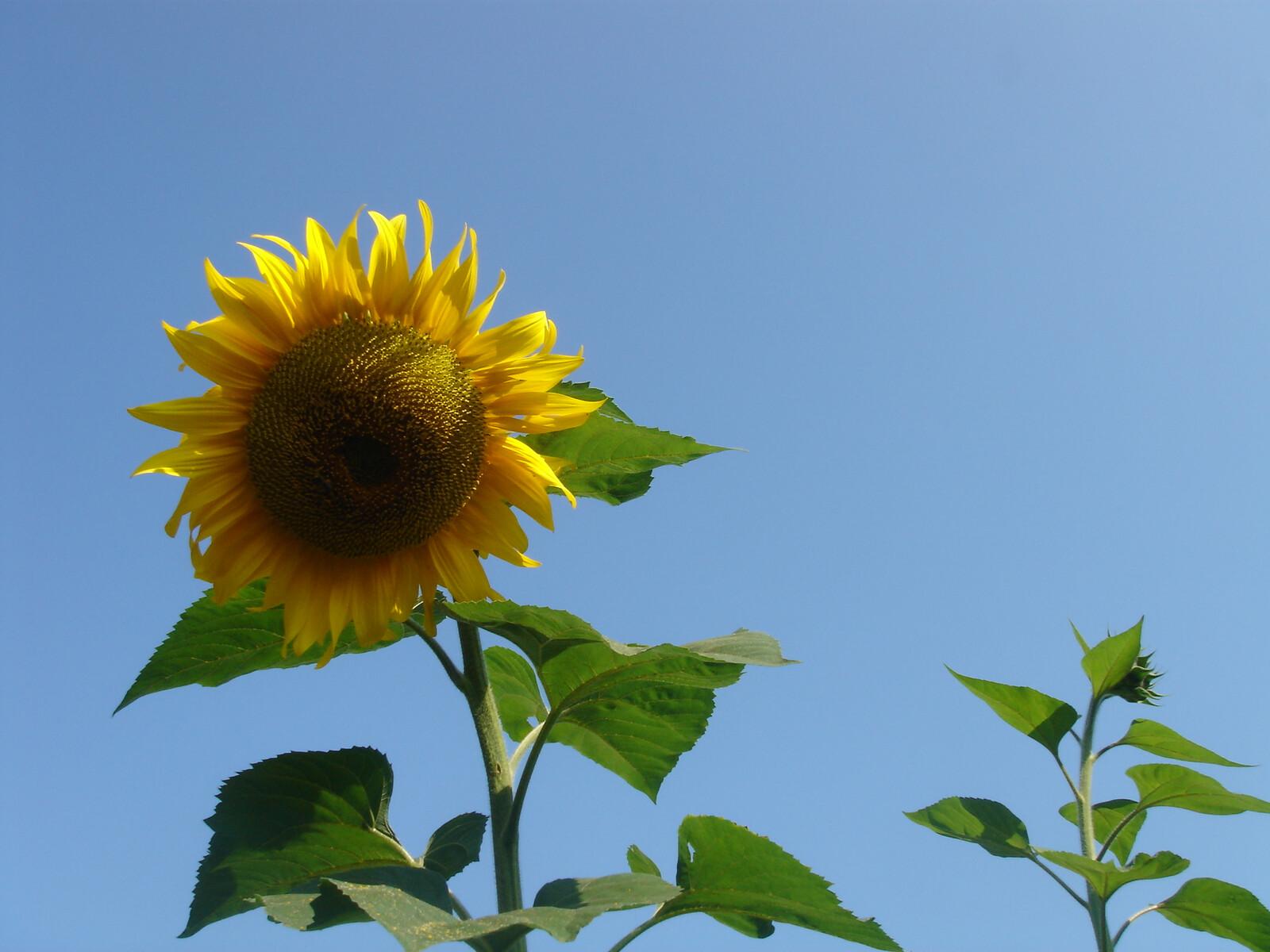 Sonnenblume