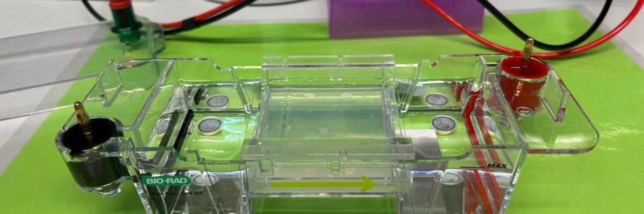 Biologie-LK und -GK (Q1) Ausflug in das BayLab Labor nach Monheim