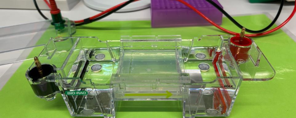 Biologie-LK und -GK (Q1) Ausflug in das BayLab Labor nach Monheim