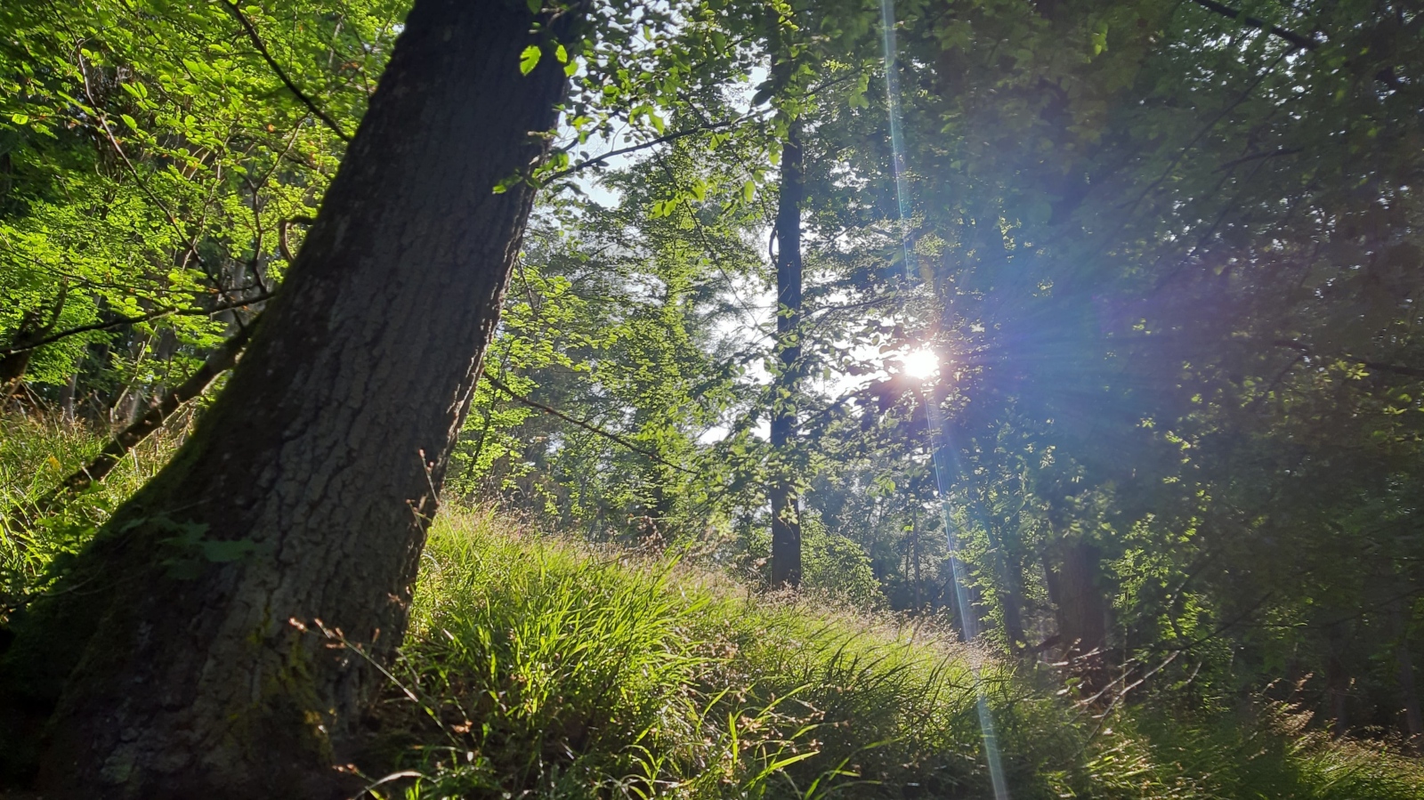 2024_06_26_G7b_im_Kletterwald