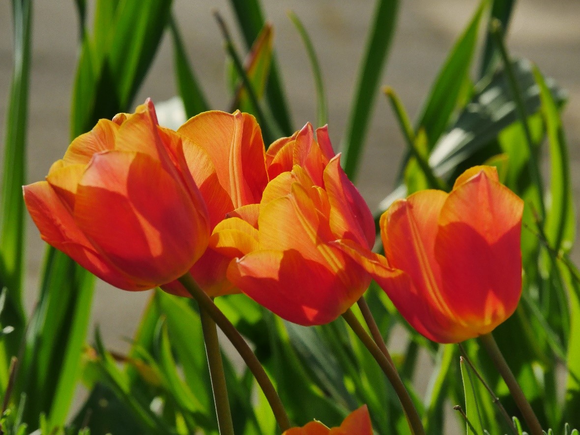 Tulpen Beckmann
