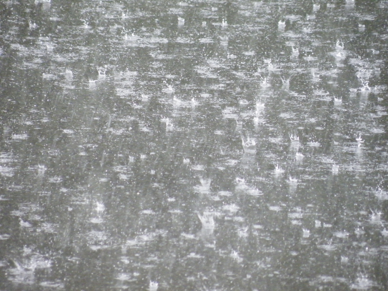 der Regen prasselt hernieder, starke Regenschauer,  Wasser, Wassertropfen, Regentropfen, Regenwetter, Ex-Bild-DB-ID: 7076