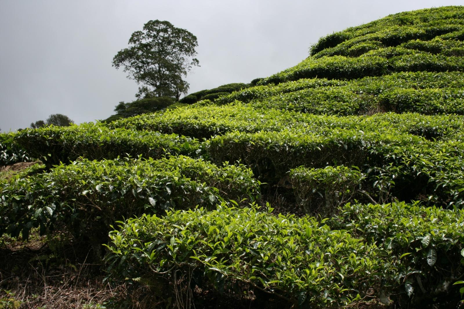 Teeplantage - Malaysia Ex-Bild-DB-ID: 9461